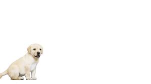 Labrador Puppy On White Background Stock Footage Video 100 Royalty Free 17016400 Shutterstock