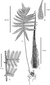 Image result for Triplophyllum securidiforme