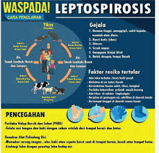 Berdasarkan data dinas kesehatan (dinkes) pemkab gresik, mulai januari hingga agustus 2019 sebanyak 22 orang telah tercatat terkena penyakit leptospirosis yang disebabkan oleh kencing tikus. Pasca Banjir Waspada Penyebaran Penyakit Leptospirosis Yang Disebabkan Kencing Tikus