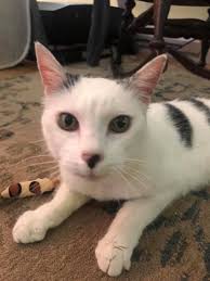 Abandoned cat Pippi found and cared for in Sangamon County