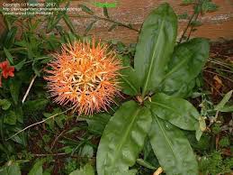 Image result for Scadoxus cinnabarinus