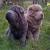 Brush Coat Shar Pei