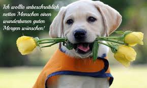 Guten Morgen Bilder Kostenlos Zum Runterladen Und Spruche Zum Teilen Susseste Haustiere Labradorwelpen Hundebilder