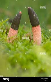 Image result for Mutinus caninus