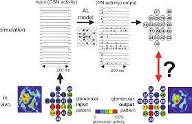 Computational Modeling Suggests That Response Properties Rather Than  Spatial Position Determine Connectivity Between Olfactory G
