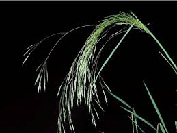 Image result for Agrostis