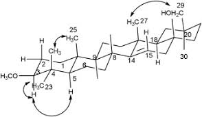Image result for Manilkara obovata