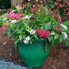 Image result for Pentas herbacea