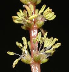 Image result for Haloragaceae