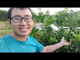 Bí Quyết Trị Chanh Không Ra Trái