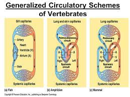 Internal Transport In The Cnidarian Aurelia Open And Closed Circulatory Systems Ppt Download