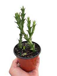 Image result for Orbea variegata