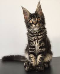Black And White Tabby Maine Coon Pin On Animals
