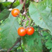 Image result for Solanum anguivi
