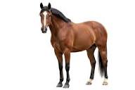 Standing Horse Images – Browse 285,753 Stock Photos, Vectors, and Video | Adobe Stock