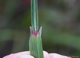 Image result for Scleria laxiflora