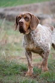 spanish pointer vs chart polski breed comparison