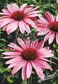 Image result for Echinacea purpurea `Magnus`