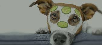 My philosophy when hiring instructors was to hire the very best i could, because people that have interest in the. Paws Place