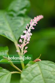 Image result for Hilleria latifolia