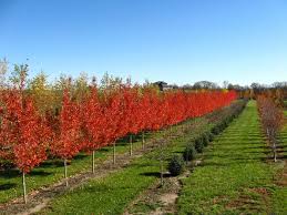 Buy perennials, shrubs, bulbs, climbers, annuals, seeds, roses, trees and many other garden plants online including some great special offers. Tree Nursery Omaha Elkhorn Arbor Hills Tree Farm Price Match