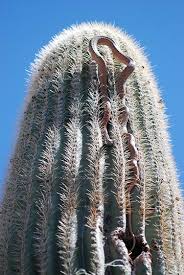 I personally think that cactus finches eat cactuses because in some images on the web, if you type in cactus finches, some will have a picture of a cactus finch eating bits of a cactus. Snake In Cactus With Photos An Eclectic Mind