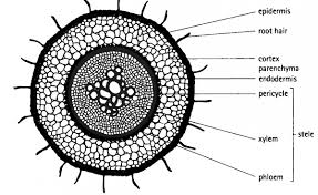 Dicot Root Diagram Root Diagram Parts Of A Flower Plant Science