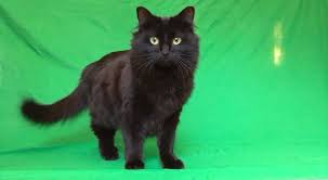 National black cat appreciation day. Adopted Kitten Lizzy Becomes Instagram Superstar Known As Owlkitty Cat Adoption Team