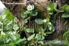 Vogelmiere Vogelsternmiere Stellaria Media Vogelmiere Stellaria Media Kleine Weisse Bluten Meist Um 0 5 Bis 0 09cm B Vogelmiere Pflanzen