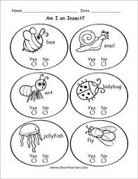Insect Identification For Kindergartens Insects Preschool Insect Activities Insects