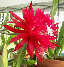 Ruby Snowflake Orchid Cactus Plants Desert Plants