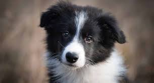 To keep up to date with the latest information on turnaround times for applications, please visit thekennelclub.org.uk/faqs. Best Food For Border Collie Puppies A Medium Large Breed