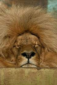 Pin By Nilia Carreno On Animals Wild Cats Animals Wild Animals Beautiful