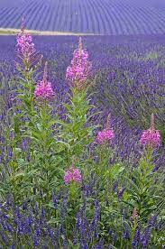 Pin By United States Lavender Growers On Natural Beauty Lavender Flowers Purple Flowers Lavender Fields