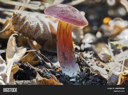 Ruby Bolete Image Photo Free Trial Bigstock