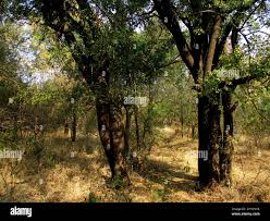 Image result for Spirostachys africana