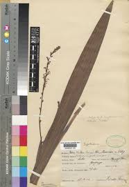 Image result for Zygotritonia