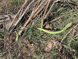 Image result for Asparagus migeodii