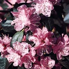 Image result for Emiliella