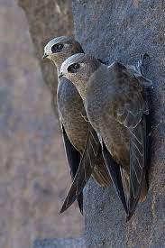 great dusky swift pet birds beautiful birds pretty birds