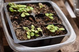 Supplied in economy packs of 10. Thin Seedlings Without Cutting Them Flower Patch Farmhouse