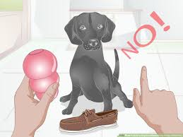 Appeared to breed and sell the animals. How To Deter A Dog From Misbehaving Using A Water Gun 8 Steps