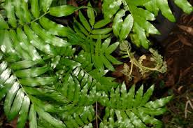 Image result for Ptisana