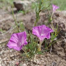Image result for Ipomoea lapathifolia