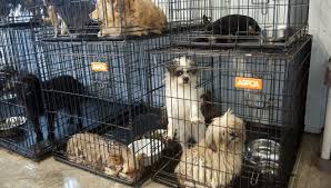 Although an individual puppy mill puppy can grow into a happy, beloved family. Lawmakers Look To Crack Down On Online Puppy Sales