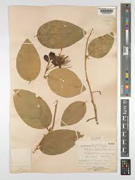 Image result for Ritchiea