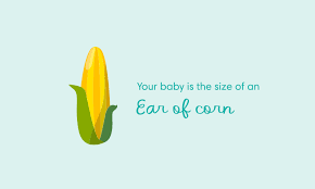 You can calculate how many days the civil war was going on, how many days it was since your last vacation etc. 24 Weeks Pregnant Symptoms And Baby Development Pampers