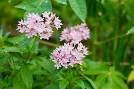 Image result for Pentas schimperi