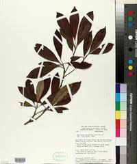 Image result for Manilkara koechlinii