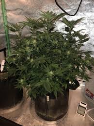 The total mass of matter needed to. Critical Mass Cbd Cbd Hanfsamen Critical Mass Kaufen